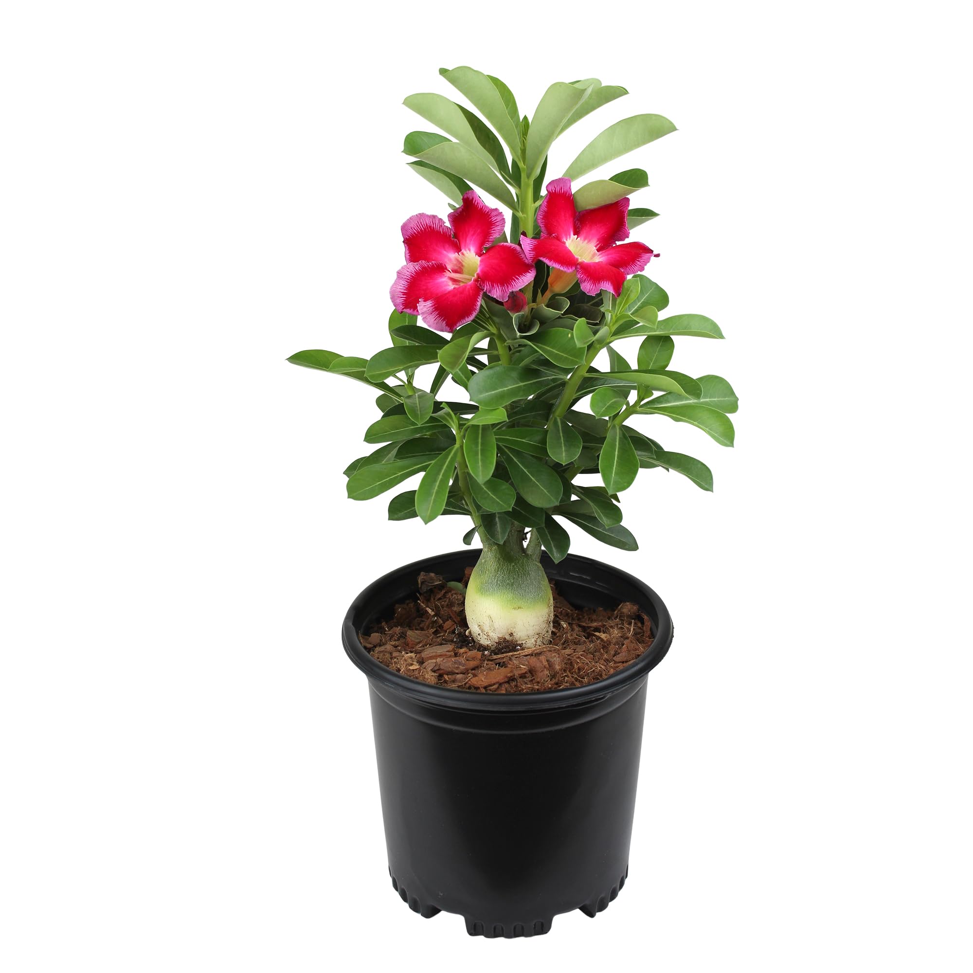 Plants for Pets pink desert rose flowers brighten indoor spaces with bold color.