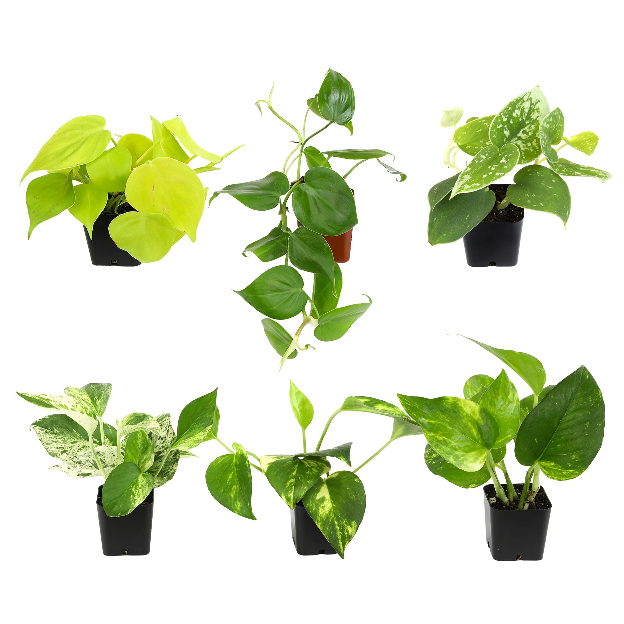 Plants for Pets Plentiful Pothos trailing vines add easy indoor greenery.