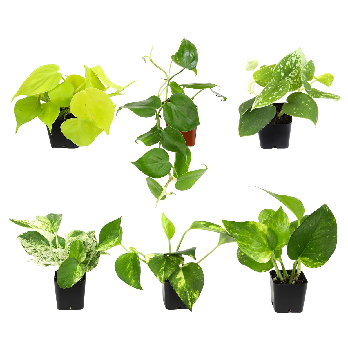 Plants for Pets Plentiful Pothos trailing vines add easy indoor greenery.