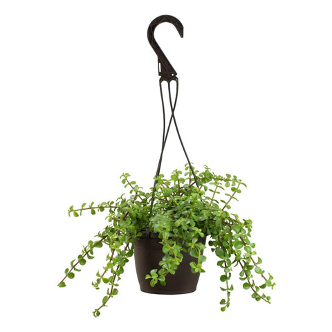 Plants for Pets portulacaria afra prostrata outdoor patio display, resilient drought-tolerant greens.