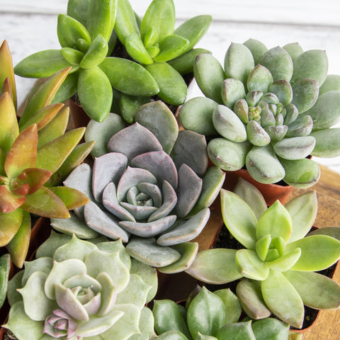 Plants for Pets portulacaria elephant bush offers compact greenery for shelves.