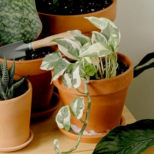 Plants for Pets golden pothos adds classic greenery to any indoor space