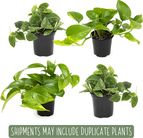 Plants for Pets Hawaiian pothos highlight tropical vibes and easy care