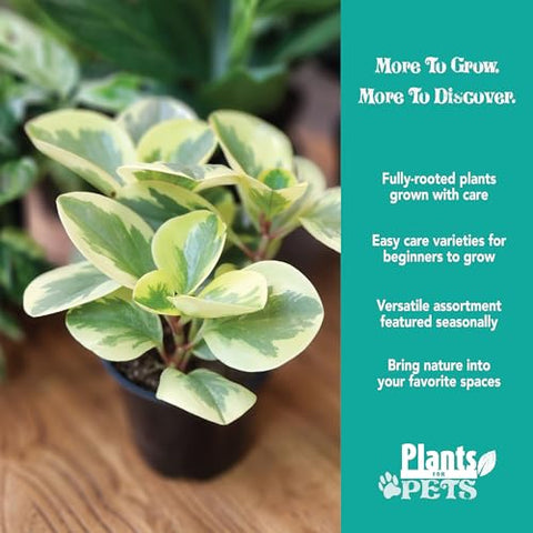 Plants for Pets pothos in potting soil—trailing greenery for bright living spaces.