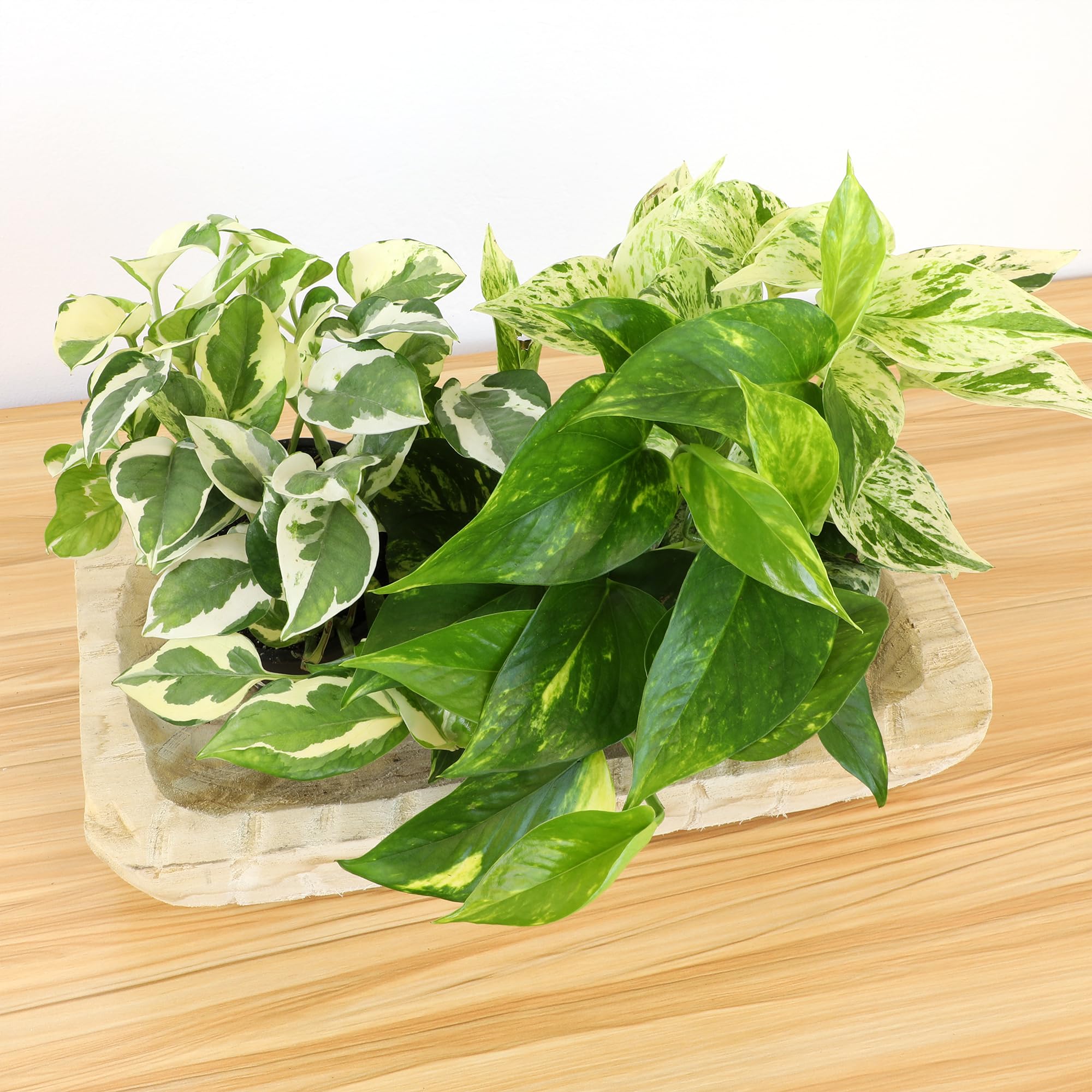 Plants for Pets lush pothos foliage for easy room greenery