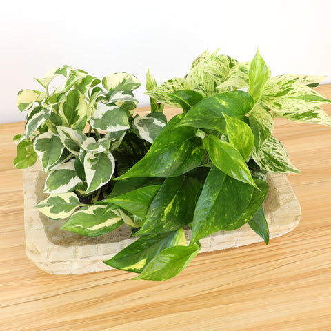 Plants for Pets lush pothos foliage for easy room greenery
