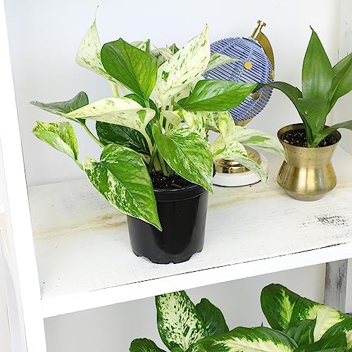 Plants for Pets marble queen pothos with variegated leaves for bright indirect light display