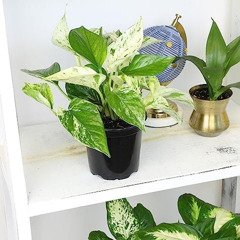 Plants for Pets marble queen pothos with variegated leaves for bright indirect light display