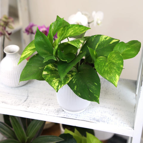 Plants for Pets Golden Pothos pairs well with tropical companions for a cohesive indoor garden.