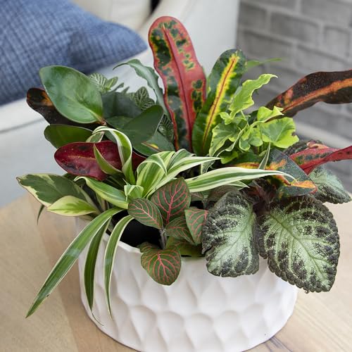 Plants for Pets pothos and peperomia mini-plants brighten desks.