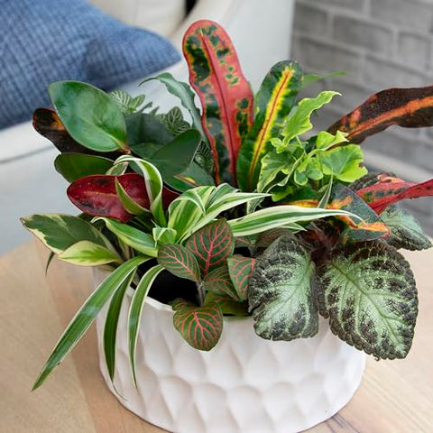 Plants for Pets pothos and peperomia mini-plants brighten desks.