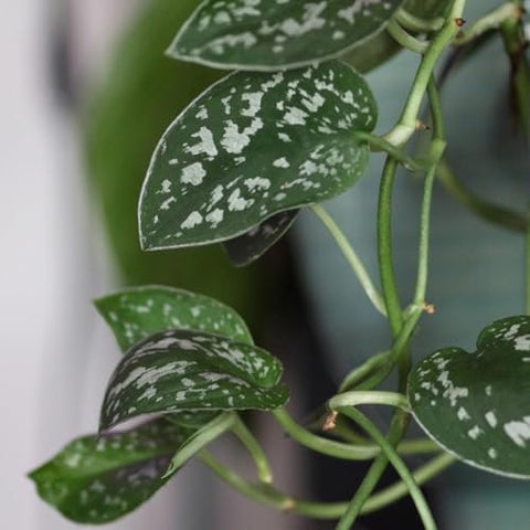 Plants for Pets silver satin pothos for low maintenance trailing decor