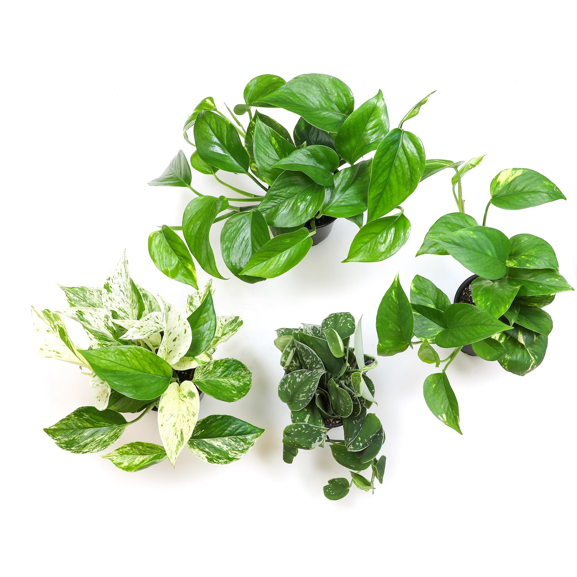 Plants for Pets variegated pothos leaf patterns to brighten interiors