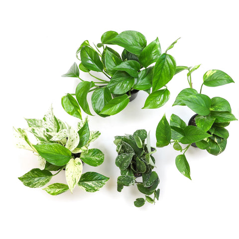 Plants for Pets variegated pothos leaf patterns to brighten interiors