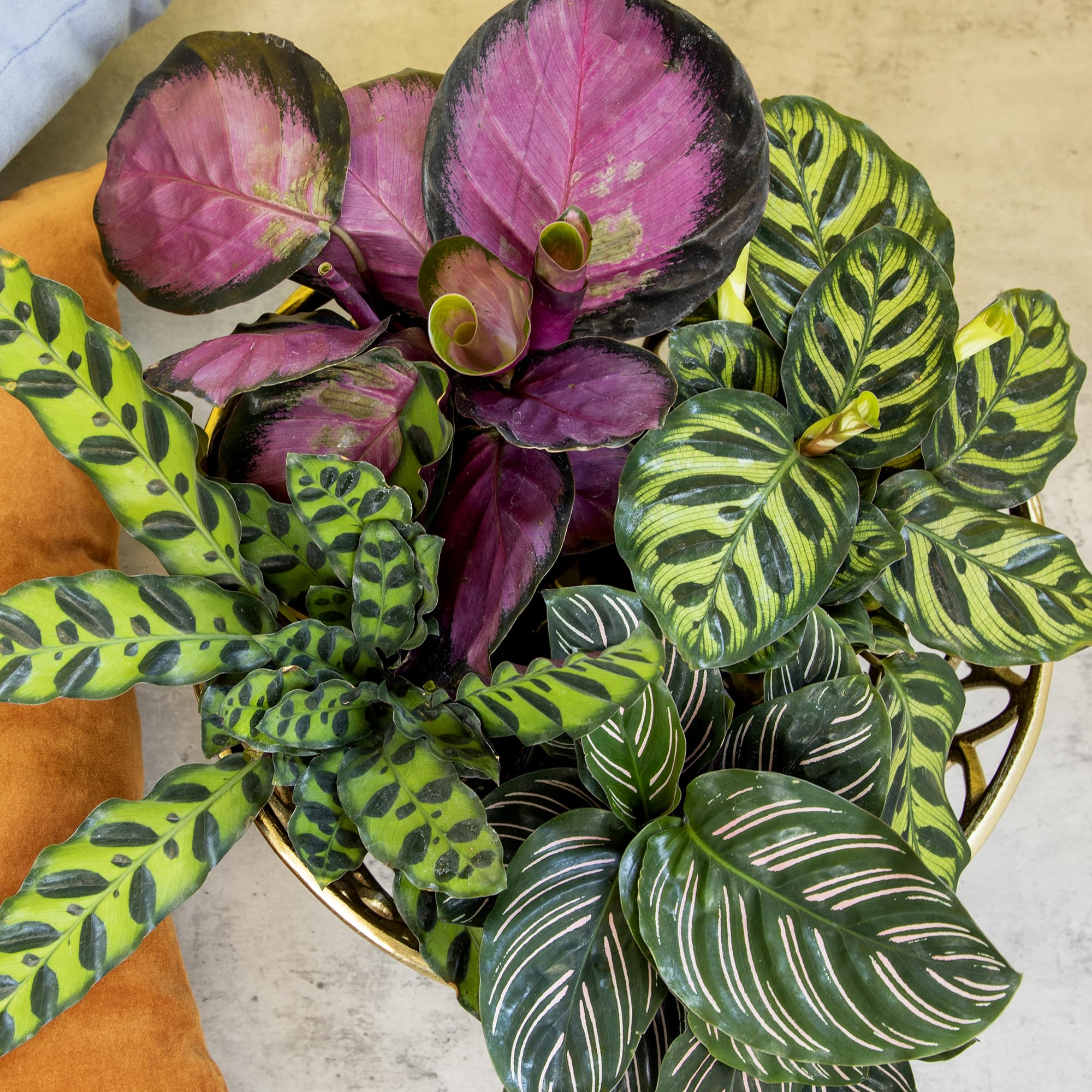 Plants for Pets purple rose Calathea Roseopicta leaves add rich color