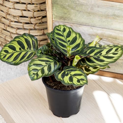 Plants for Pets rattlesnake Calathea Lancifolia leaves brighten shade corners