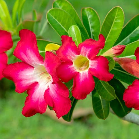 Plants for Pets Desert Rose bloom close-up shows trumpet-shaped red petals and bold stems.