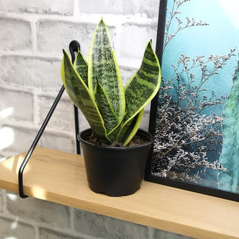 Plants for Pets Sansevieria Superba variegated leaves with chartreuse margins brighten interiors.