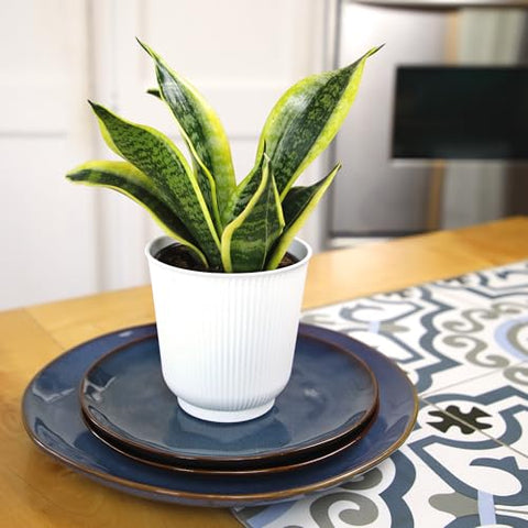 Plants for Pets sansevieria-superba variegated leaves provide dramatic greenery with easy maintenance.