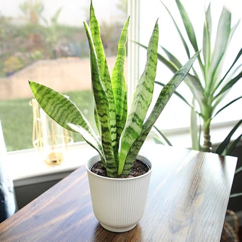 Plants for Pets sansevieria zeylanica leaves show horizontal ripples for a striking modern accent.