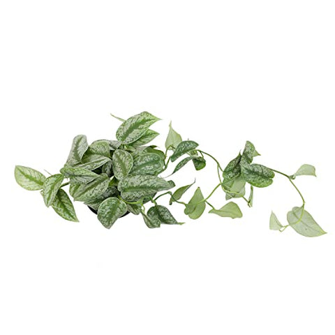 Plants for Pets cascading pothos vines create a calming focal point