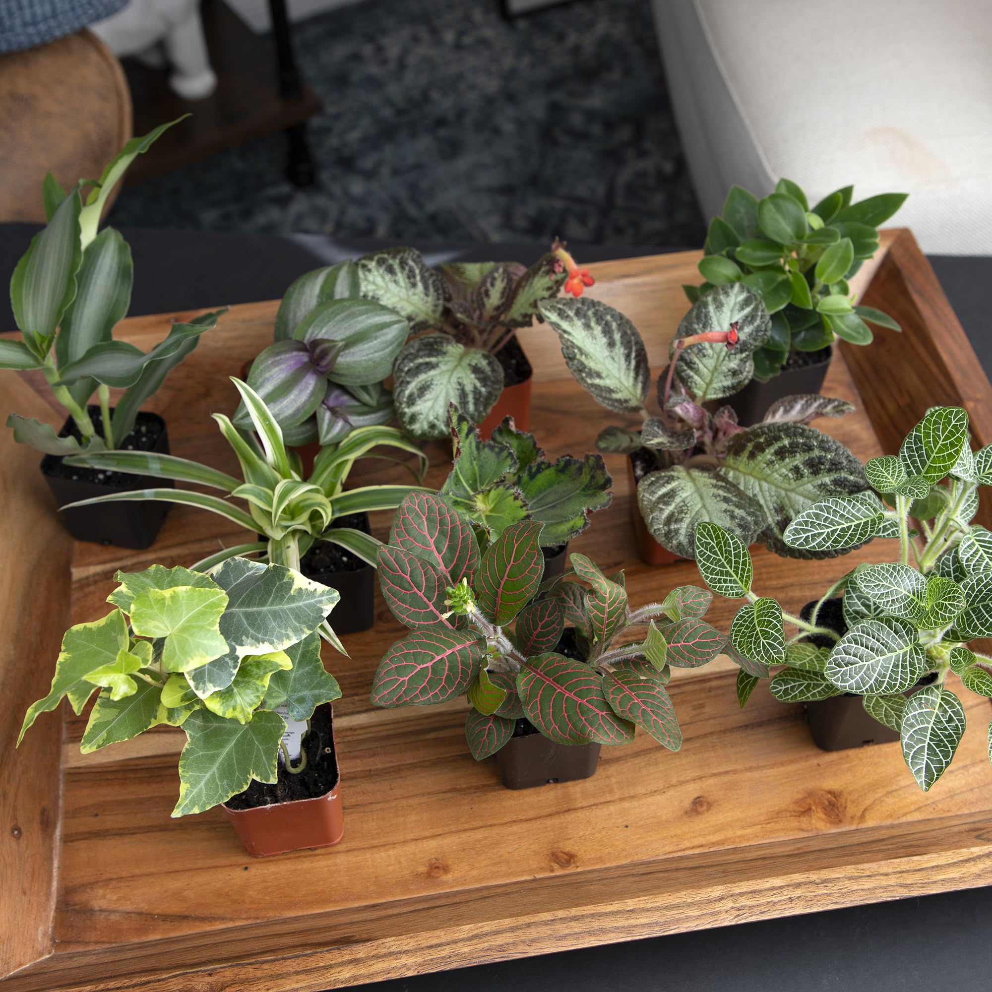 Plants for Pets gift-ready set for plant lovers and homes.