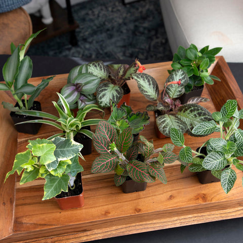 Plants for Pets gift-ready set for plant lovers and homes.