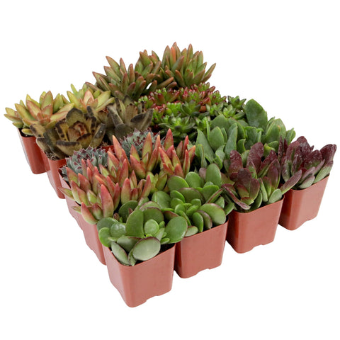 Plants for Pets sedeveria succulent mix brightens desks with easy care.
