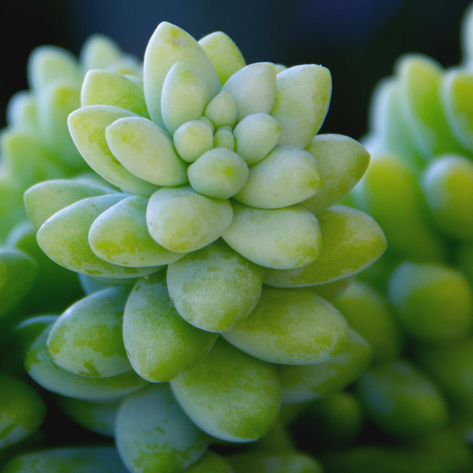 Plants for Pets Burrito spring flowers enhancing dish garden visuals.