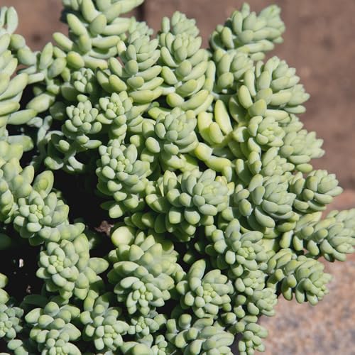 Plants for Pets Sedum Burrito in spring bloom with pale blue-green leaves.