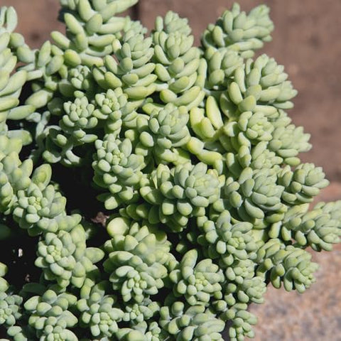 Plants for Pets Sedum Burrito in spring bloom with pale blue-green leaves.