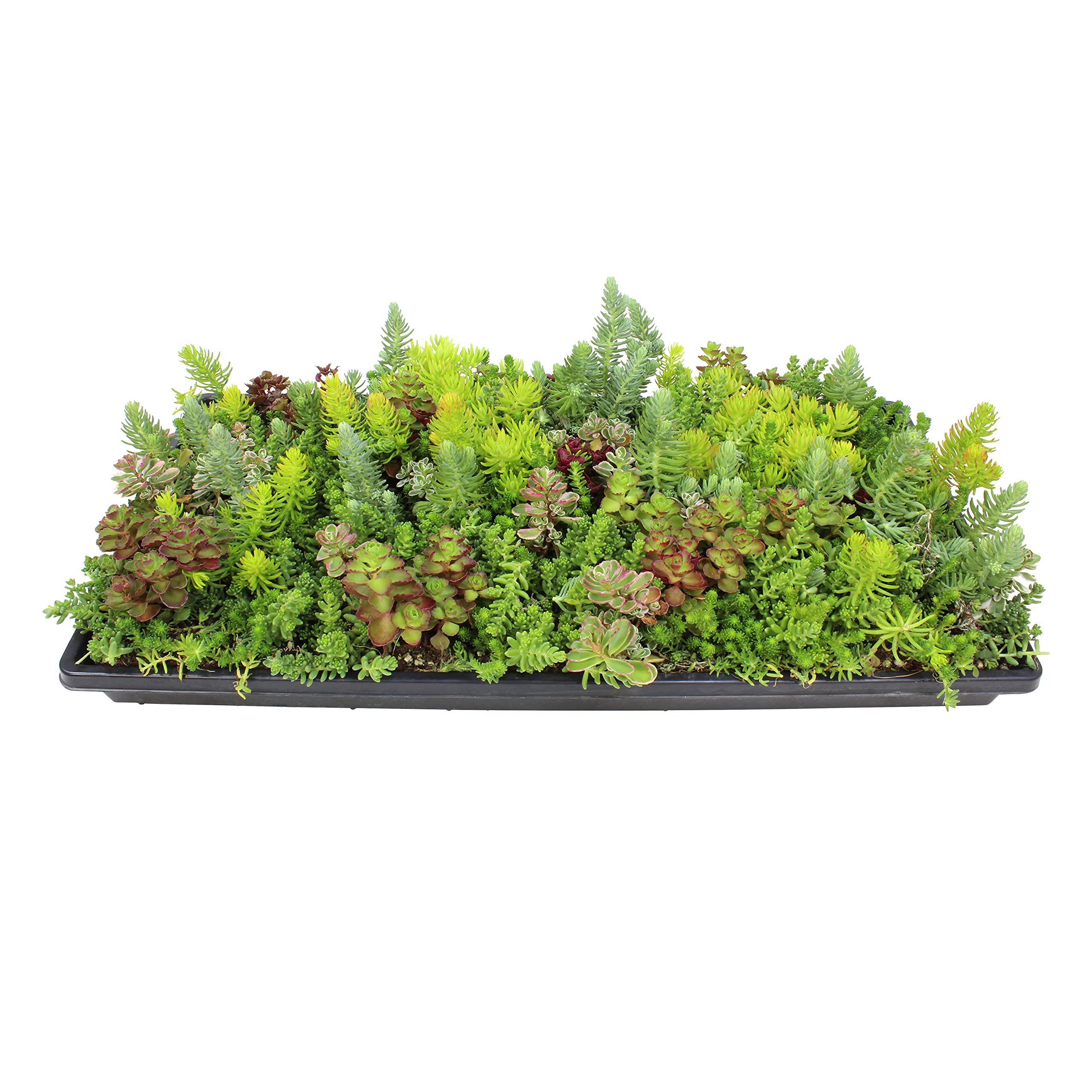 Plants for Pets sedum groundcover mat 10x20 tile for easy DIY landscaping.