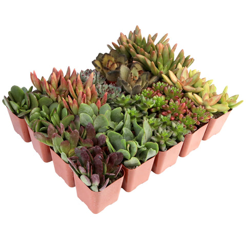 Plants for Pets sedum succulent adds texture to planters and mixed arrangements.