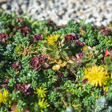 Plants for Pets sedum tile close-up showing lush leaves and color.