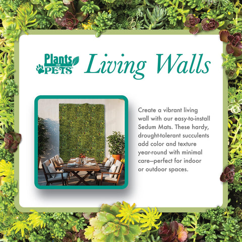 Plants for Pets sedum wall décor for vertical garden displays.