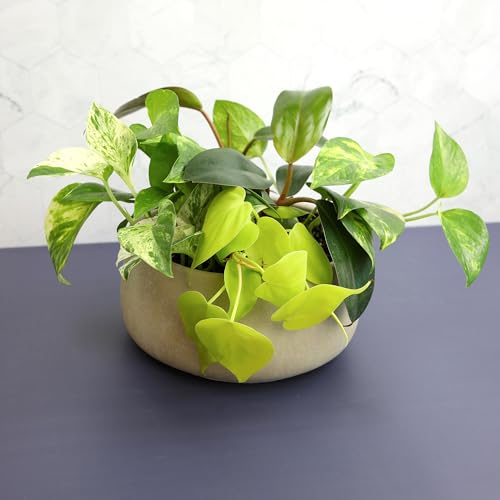Plants for Pets Silver pothos showcases shiny leaves for a modern living room.