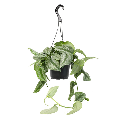 Plants for Pets Silver Satin Pothos in hanging basket adds lush indoor decor
