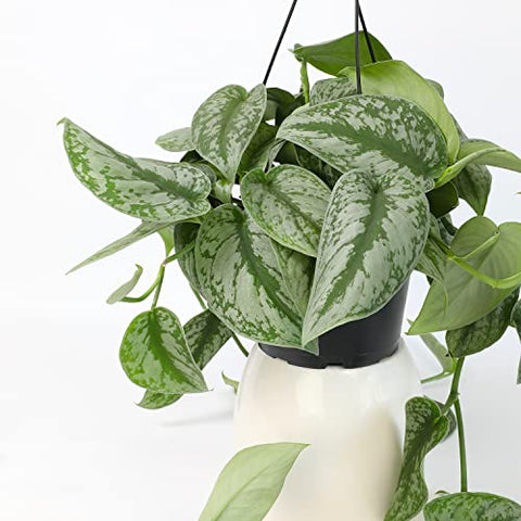 Plants for Pets hanging planter setup ideal for living room or office