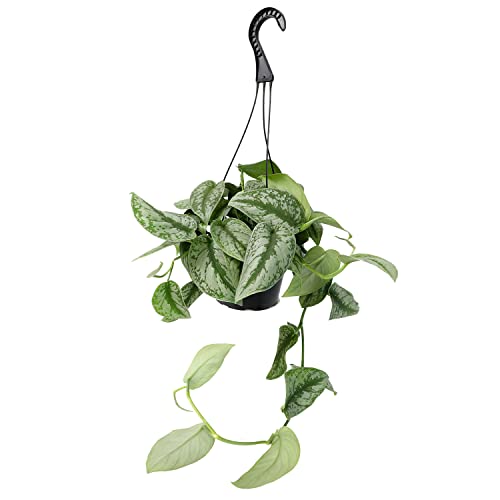 Plants for Pets Satin pothos leaves display silver variegation in natural light