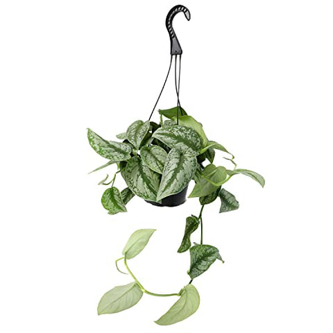 Plants for Pets Satin pothos leaves display silver variegation in natural light