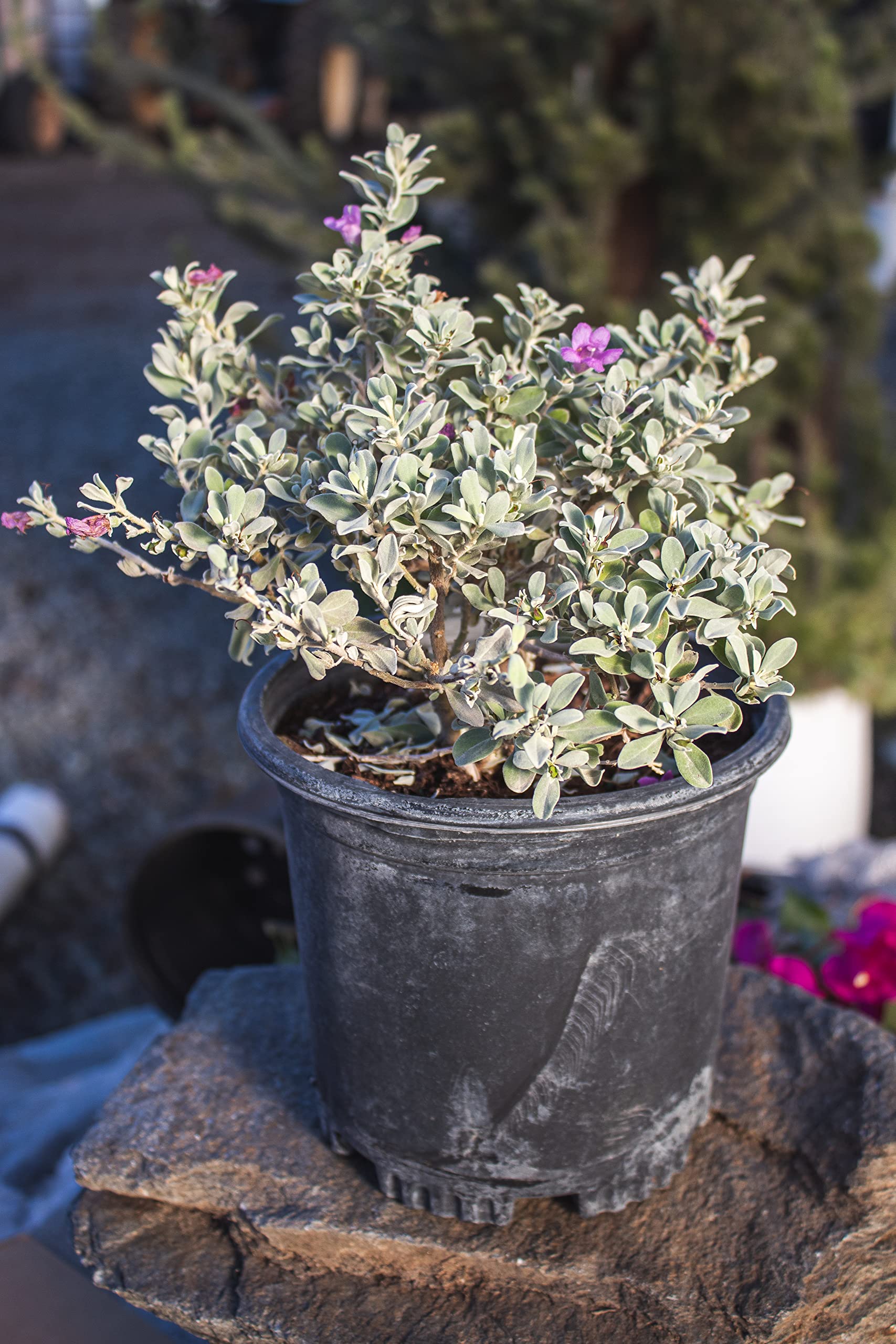 Plants for Pets Silverado Sage blooms with reddish-violet flowers attracting pollinators.