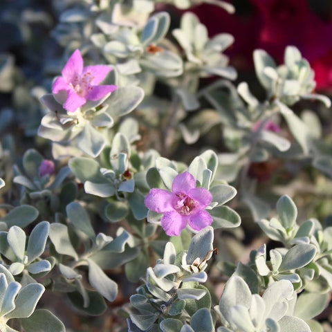 Plants for Pets Silverado Sage with fuzzy gray-green foliage for textural garden interest.