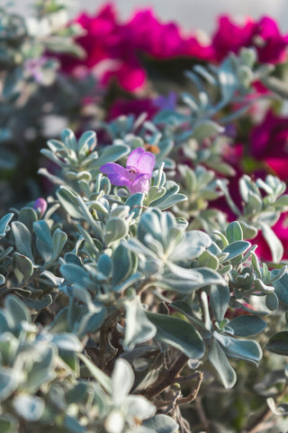 Plants for Pets Silverado Sage in a ceramic pot for patio decor.