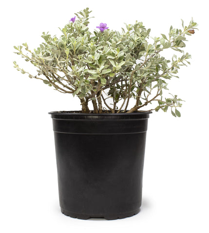Plants for Pets Silverado Sage thriving in full sun, ideal for drought-tolerant landscapes.