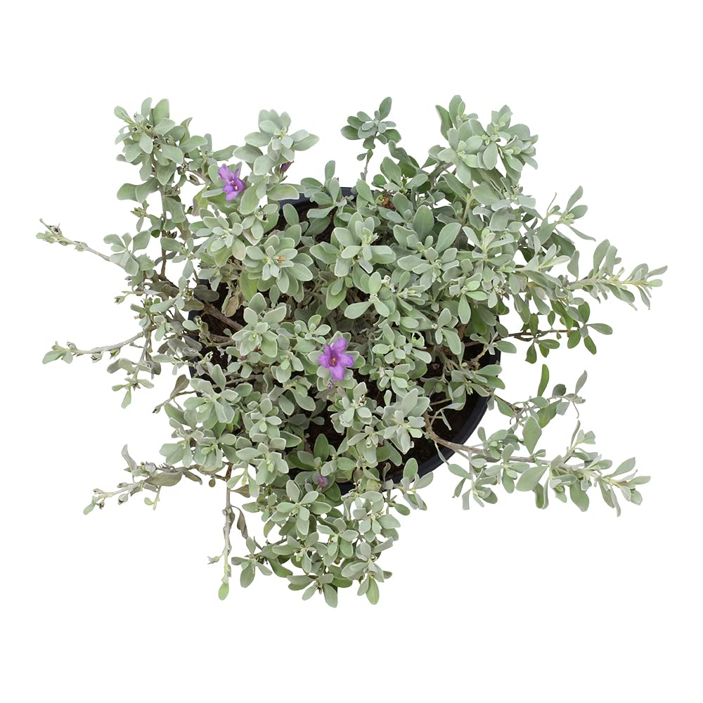 Plants for Pets Silverado Sage showcased in a mass planting for landscaping appeal.