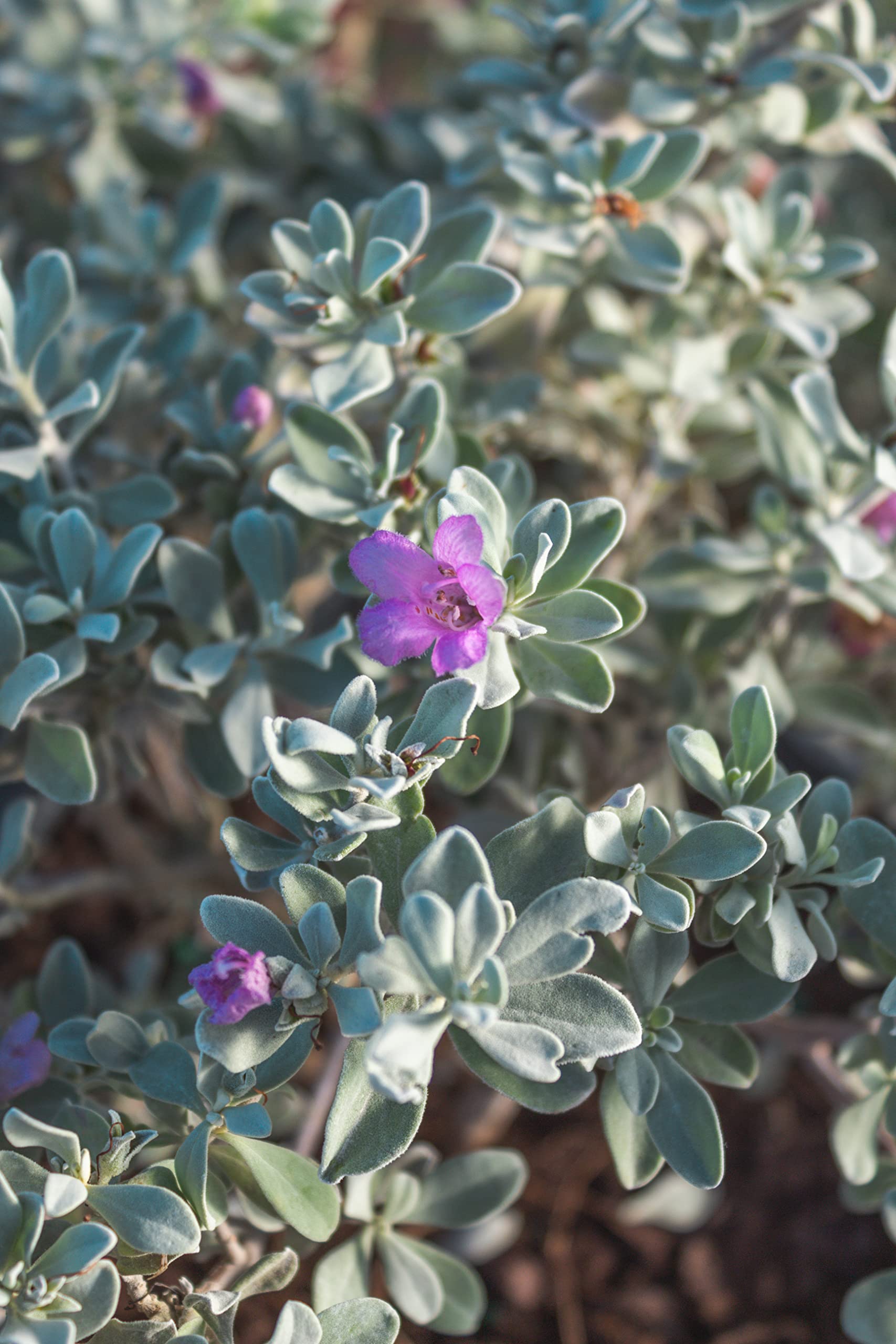 Plants for Pets Silverado Sage next to a garden path near entryway.