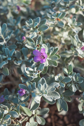 Plants for Pets Silverado Sage next to a garden path near entryway.