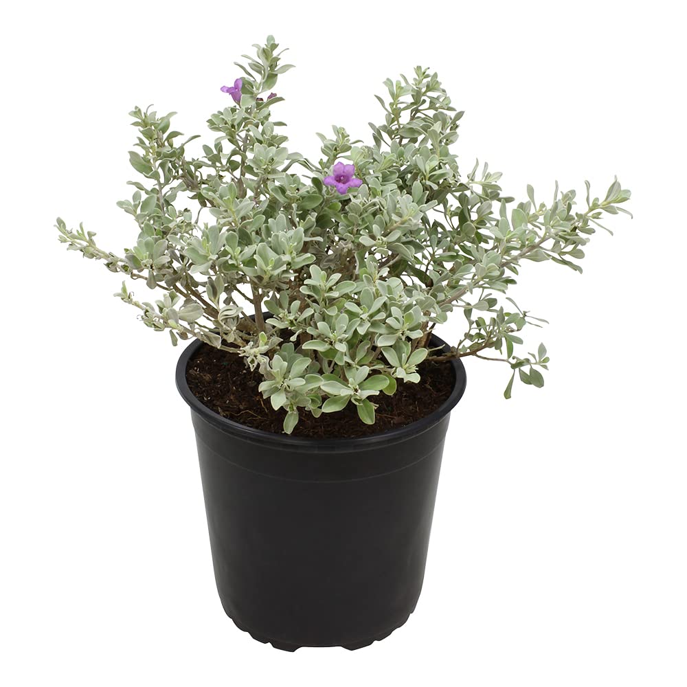 Plants for Pets Silverado Sage plant in a planter for a vibrant front-porch display.