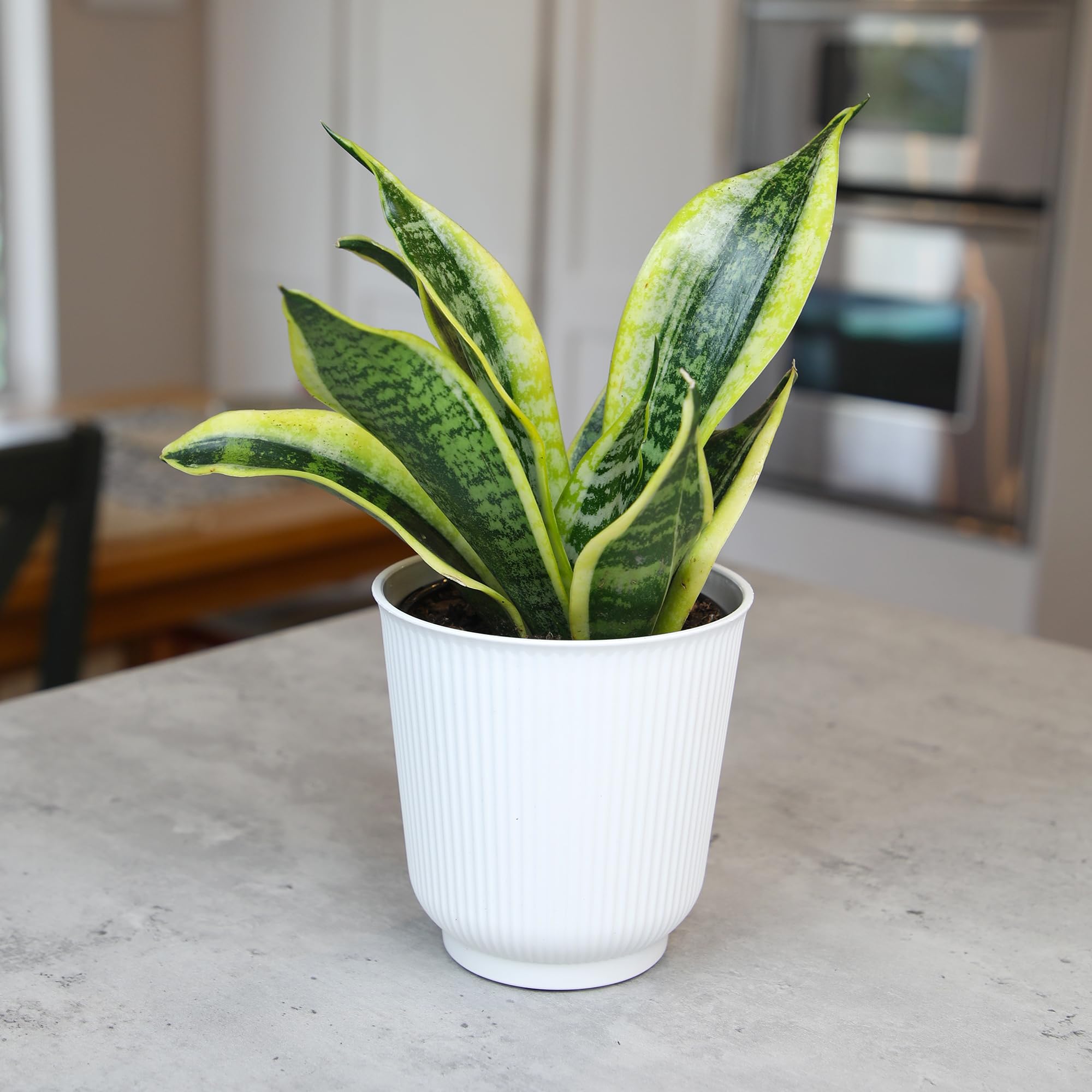 Plants for Pets compact rosette growth and sturdy rhizomes.