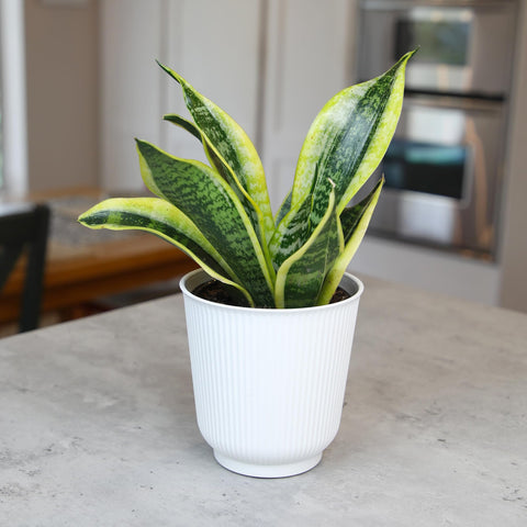 Plants for Pets compact rosette growth and sturdy rhizomes.